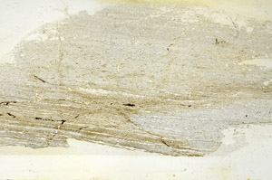 Plane Polarized, S89938