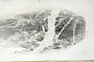 Plane Polarized, S89941