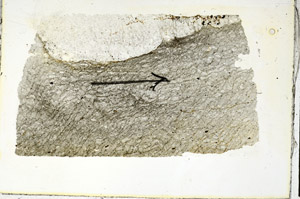 Plane Polarized, S89946