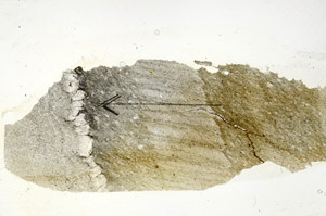 Plane Polarized, S89947
