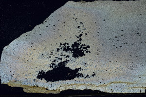 Cross Polarized, S89949