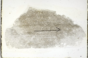 Plane Polarized, S89951