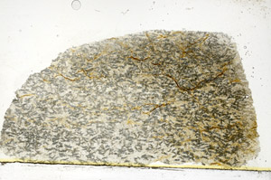 Plane Polarized, S89953