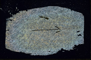Cross Polarized, S89954