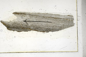 Plane Polarized, S89959