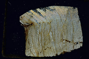 Cross Polarized, S89961