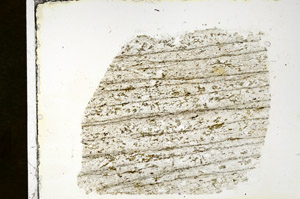 Plane Polarized, S89962