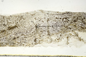 Plane Polarized, S89963