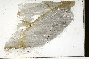 Plane Polarized, S89967