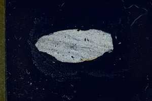 Cross Polarized, S89969