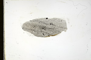 Plane Polarized, S89969