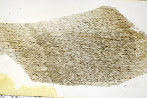 Plane Polarized, S89970