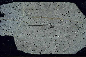 Cross Polarized, S89975