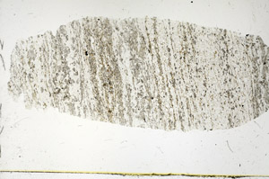 Plane Polarized, S89981