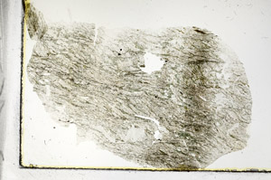 Plane Polarized, S89982