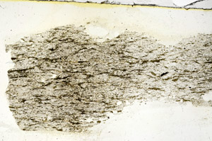Plane Polarized, S89983