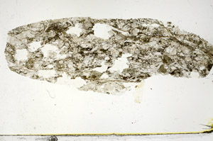 Plane Polarized, S89985