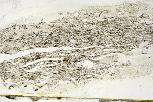 Plane Polarized, S89987