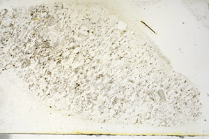 Plane Polarized, S89992