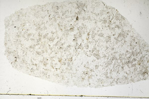 Plane Polarized, S89995