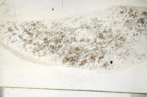 Plane Polarized, S89998