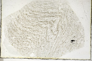 Plane Polarized, S90137