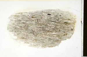 Plane Polarized, S90143/A