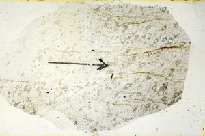 Plane Polarized, S90146