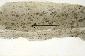 Plane Polarized, S90149