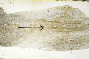 Plane Polarized, S90159