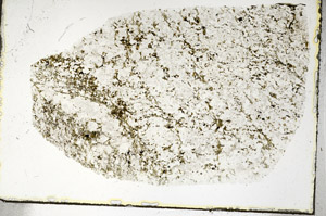 Plane Polarized, S90224