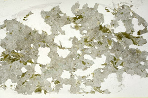 Plane Polarized, S90237