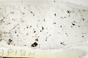 Plane Polarized, S90246