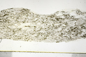 Plane Polarized, S90255