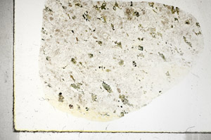 Plane Polarized, S90263