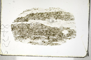 Plane Polarized, S90270