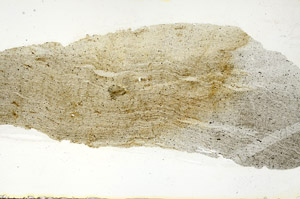 Plane Polarized, S90282