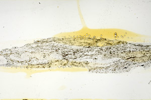 Plane Polarized, S90298
