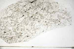 Plane Polarized, S90334