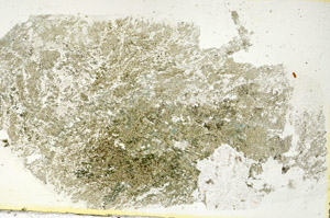 Plane Polarized, S90339