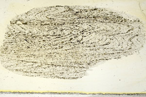 Plane Polarized, S90343