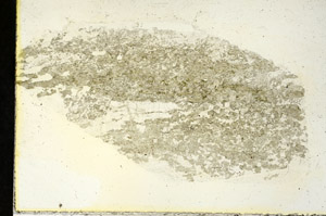 Plane Polarized, S90344