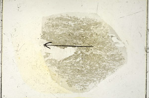 Plane Polarized, S90346