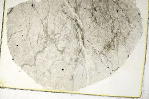 Plane Polarized, S90357