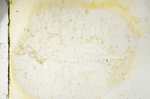 Plane Polarized, S90358