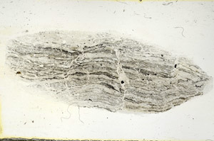 Plane Polarized, S90359
