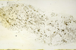 Plane Polarized, S90363