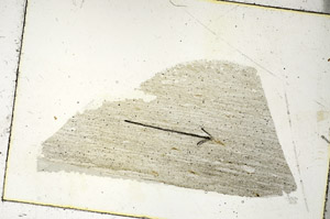 Plane Polarized, S90382