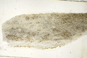 Plane Polarized, S90383