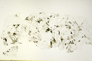 Plane Polarized, S90408